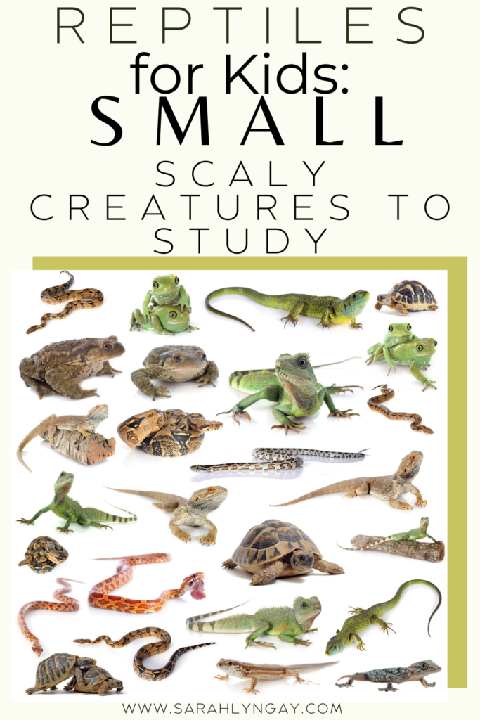 Reptiles for Kids: Small Scaly Creatures to Study