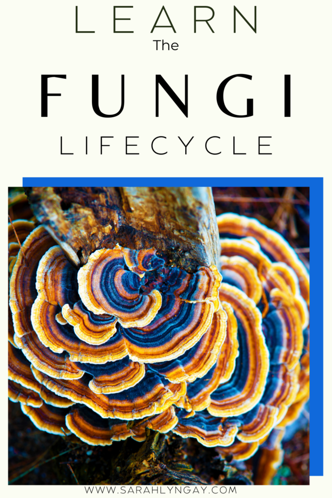 Life Cycle of Fungi
