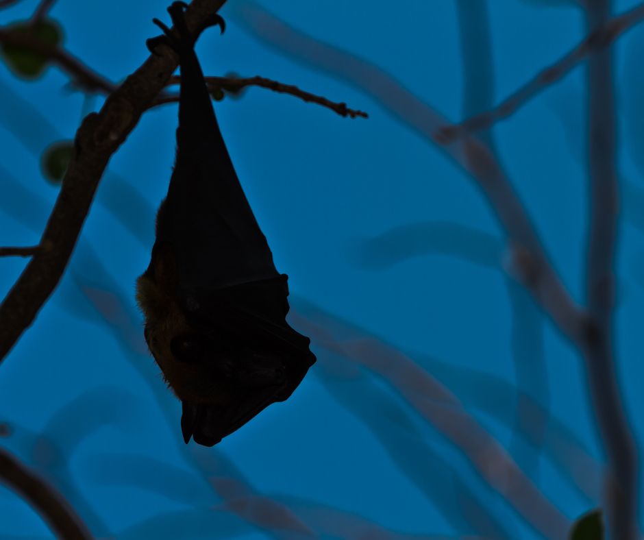 Fascinating Facts About the Bat Life Cycle