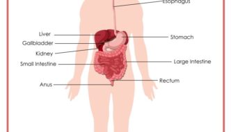 Informative Digestive System Study For Kids Featured Image