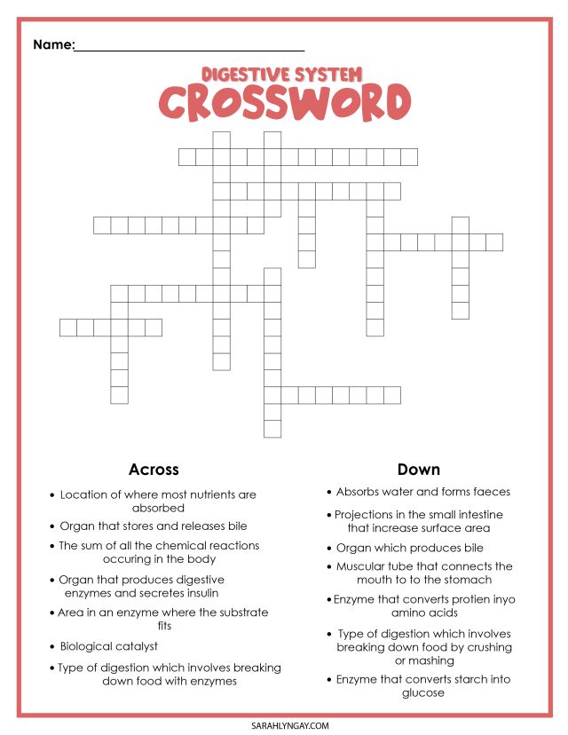 digestive system study crossword puzzle