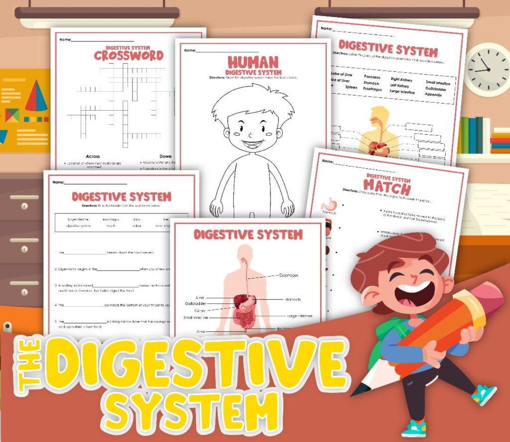 Informative Digestive System Study For Kids article cover image of full free printable set