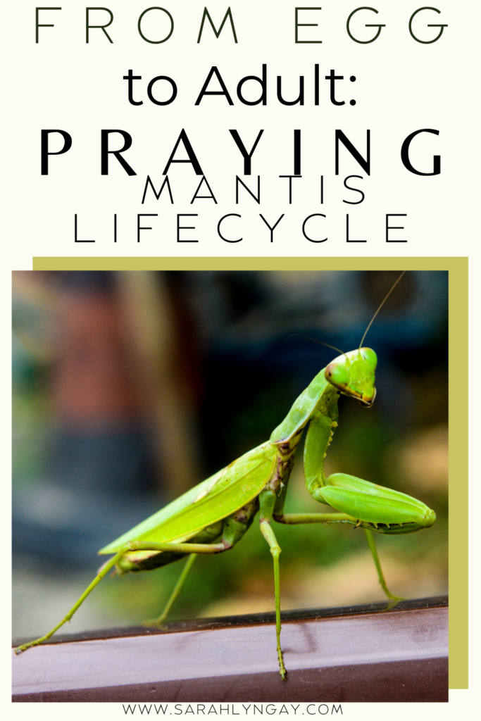 From Egg to Adult: The Praying Mantis Lifecycle
