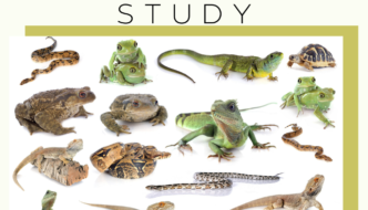 Reptiles for Kids: Small Scaly Creatures to Study