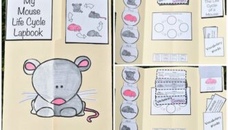 mouse life cycle