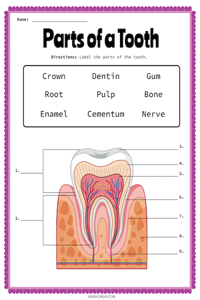 tooth vocabulary