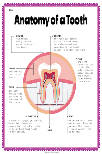 parts of a tooth diagram