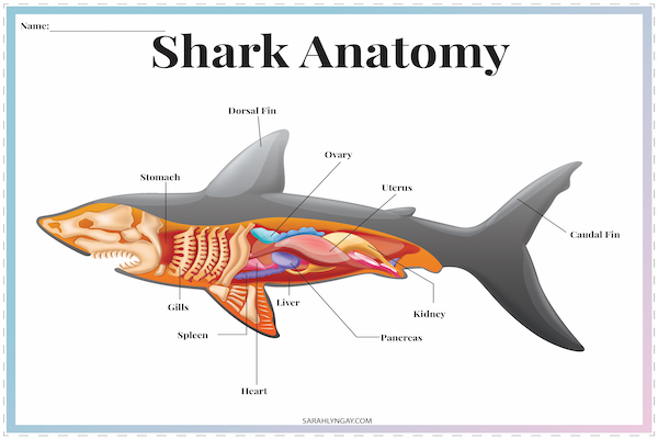 anatomy of a shark
