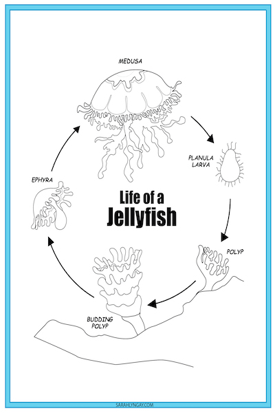 the life cycle of a jellyfish