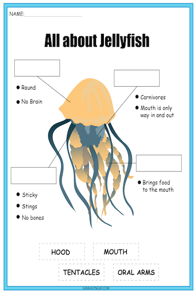 jellyfish diagram