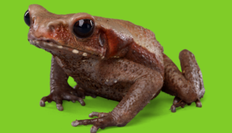 The Lifecycle of a Frog: A Look at the Baby, Tadpole, and Adult Featured Image