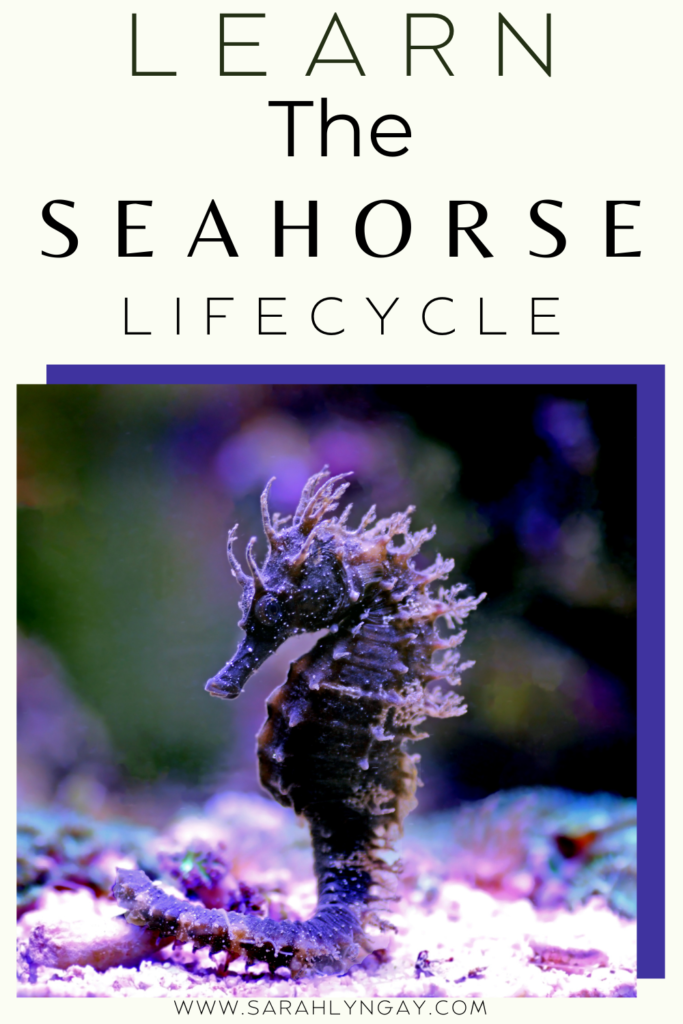 Bold and Beautiful: The Life Cycle of a Seahorse