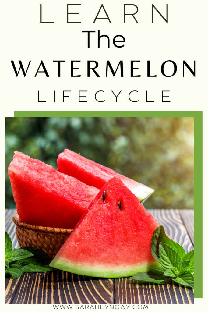 The Mighty Melon: Life Cycle of a Watermelon