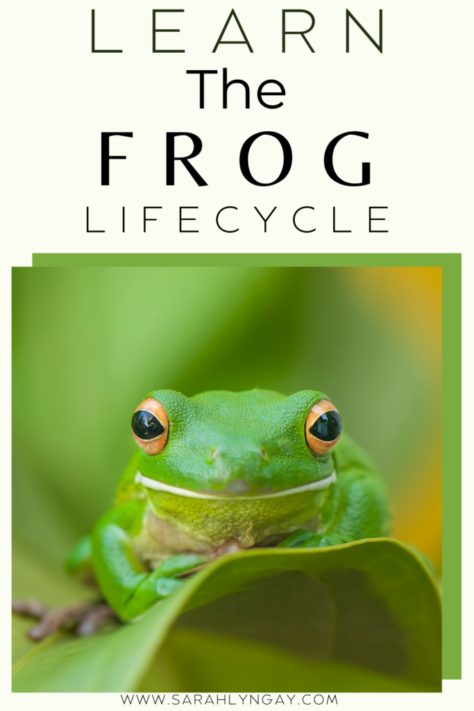 The Lifecycle of a Frog: A Look at the Baby, Tadpole, and Adult