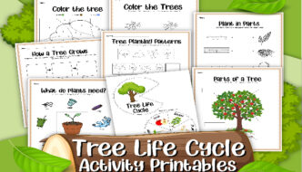 The Tree Life Cycle from Seed to Shade