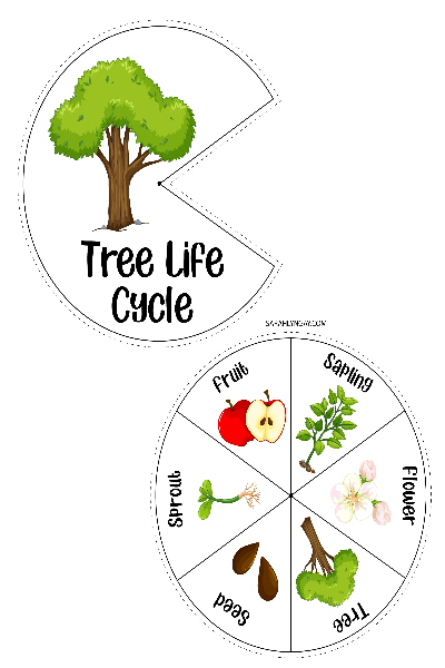 The Tree Life Cycle from Seed to Shade