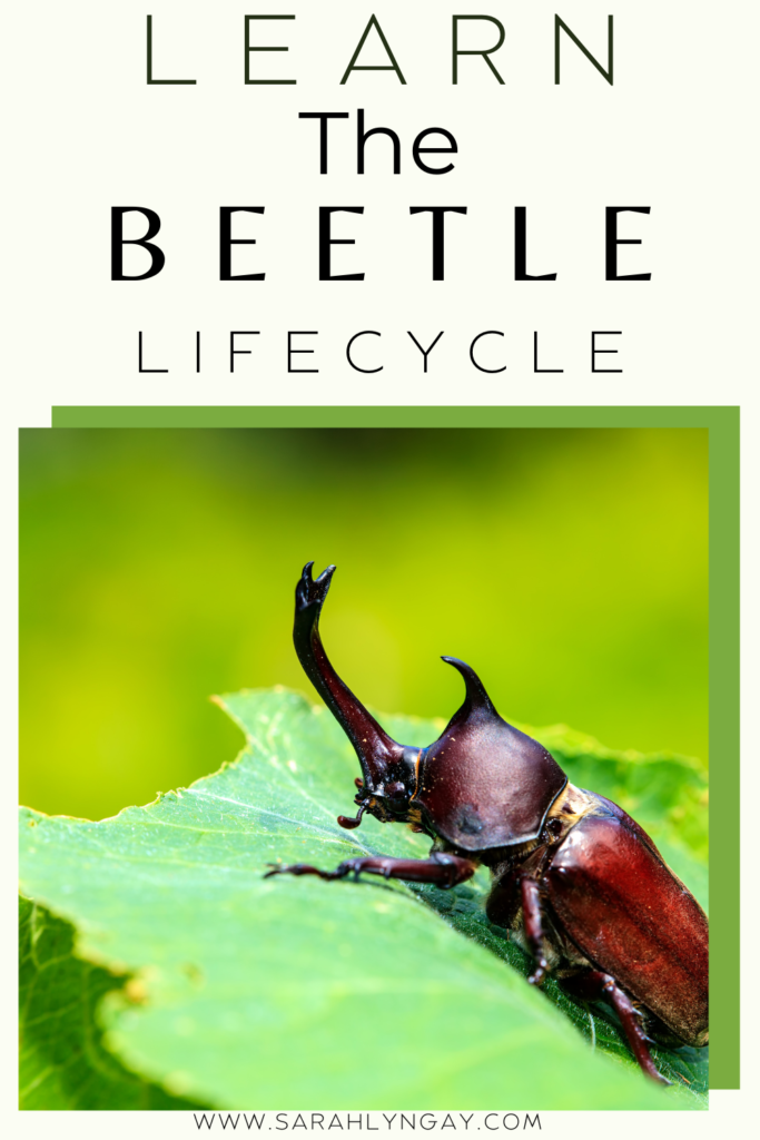 A Brief Look at the Life Cycle of a Beetle Worksheet