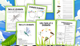 Dragons Fly Too: Help Your Kids Understand the Life Cycle of a Dragonfly Featured Image