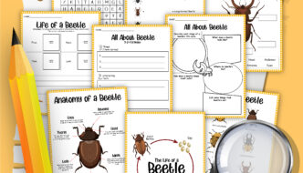 A Brief Look at the Life Cycle of a Beetle Worksheet Featured Image