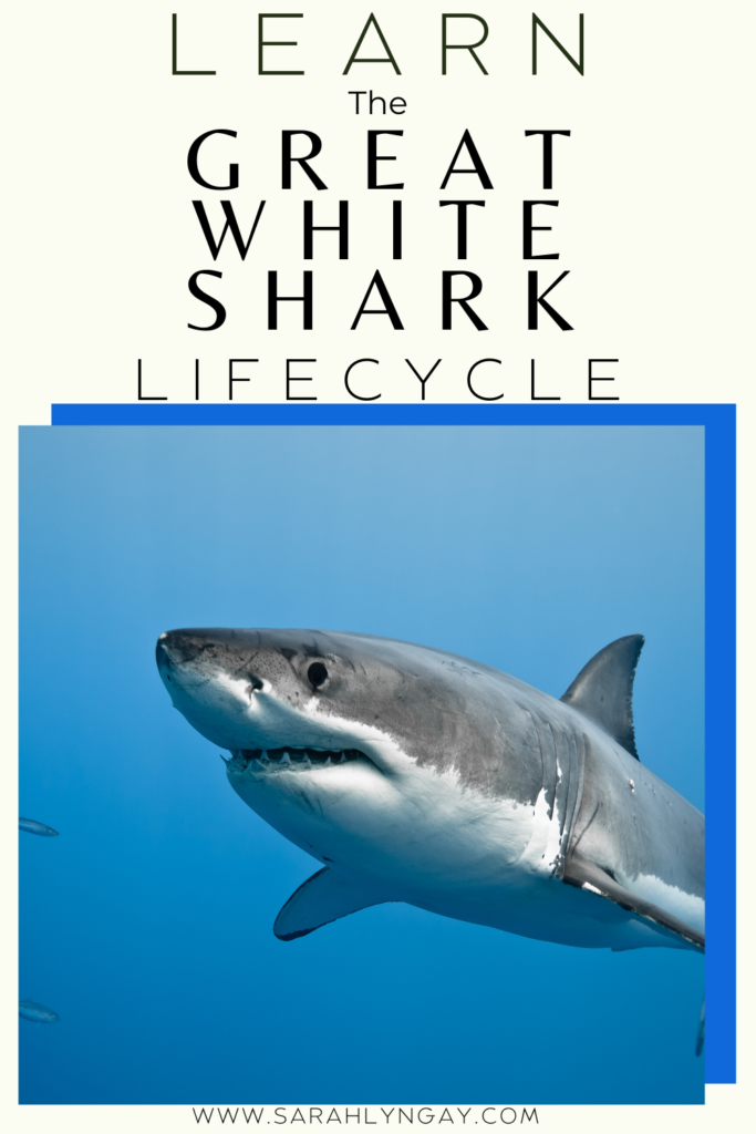 The Life Cycle of a Great White Shark: Survival in the Ocean