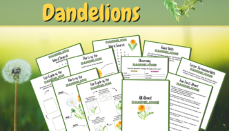 The Dandelion Life Cycle and So Much More Featured Image