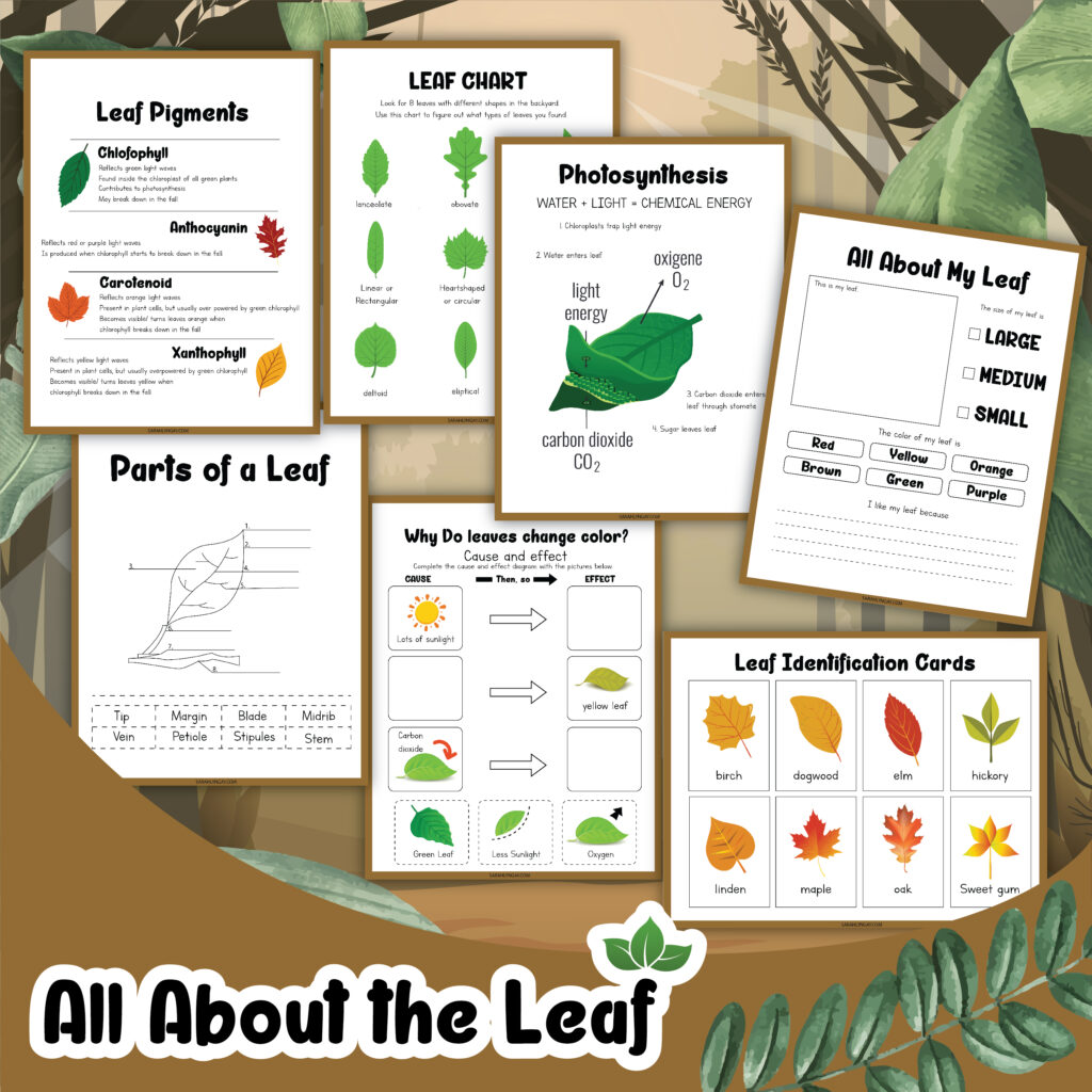 all about the leaf
