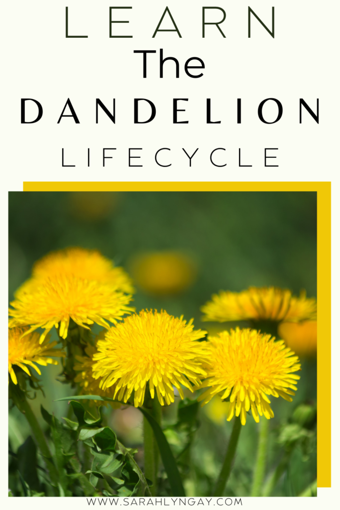 The Dandelion Life Cycle and So Much More