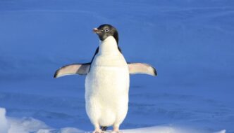 penguin on an ice float