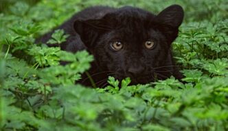 Black Panthers: Marvel at the Mystique of the Jungle Featured Image