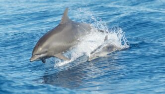 Bottlenose Dolphins: Uncovering the Mysteries of These Marine Mammals Featured Image