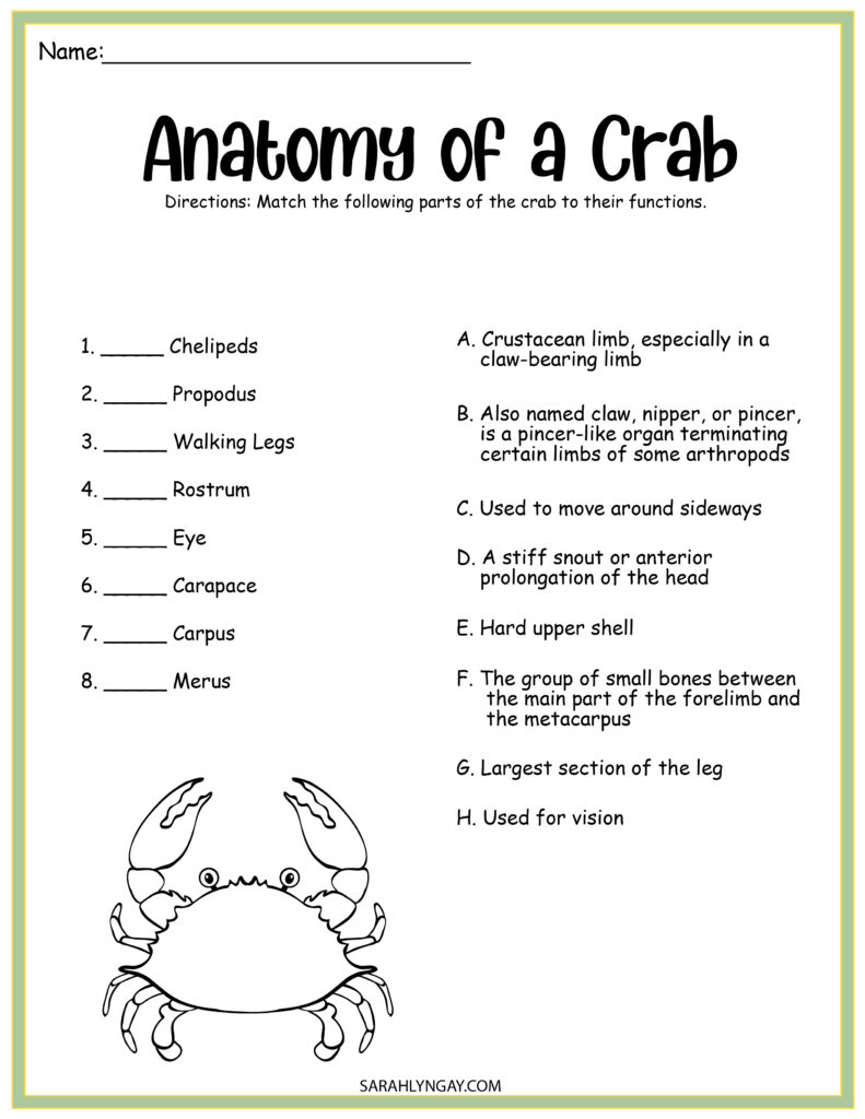 Life Cycle of a Crab Worksheet: A Comprehensive Guide anatomy of a crab