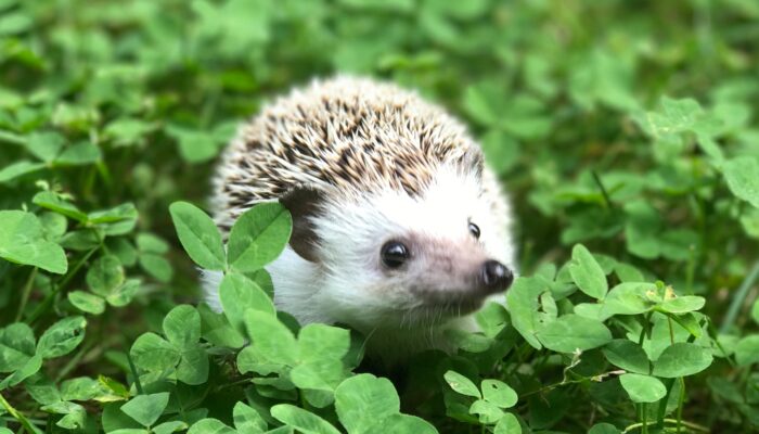 Life Cycle of a Hedgehog: A Comprehensive Guide Featured Image