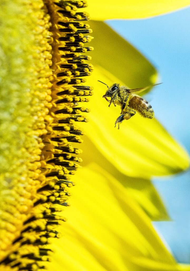 Bee Life Cycle: A Comprehensive Guide pollination 