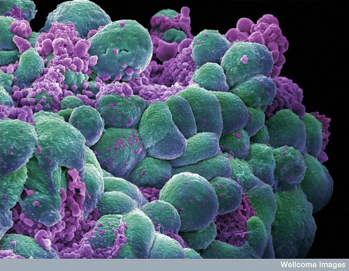 Animal Cell Science Projects cancer cells