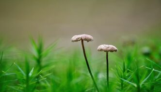 Autotrophic Organisms Featured Image
