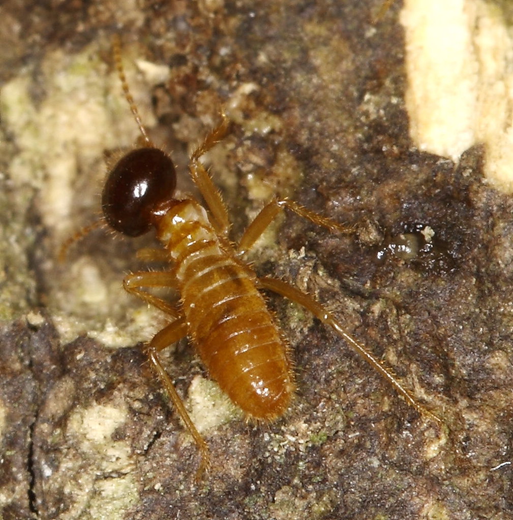 Termite Life Cycle soldier termite