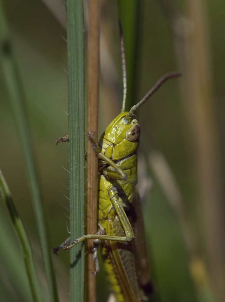 Cricket Life Cycle adult cricket