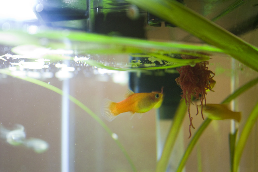 Bloodworm Life Cycle bloodworms are a food source for birds and fish