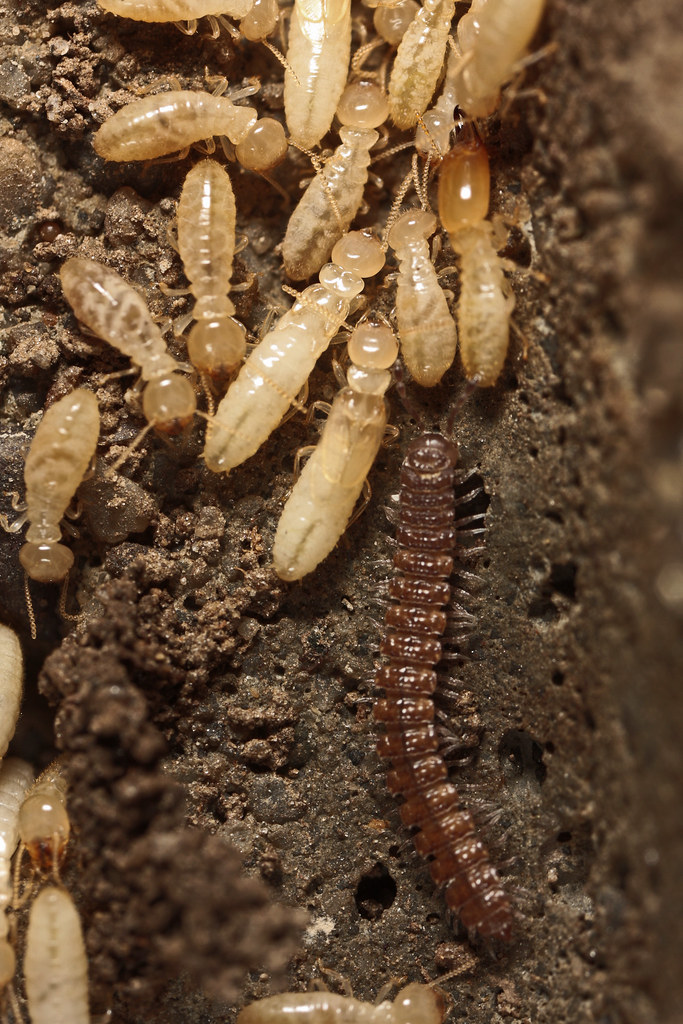 Termite Life Cycle Subterranean Termites