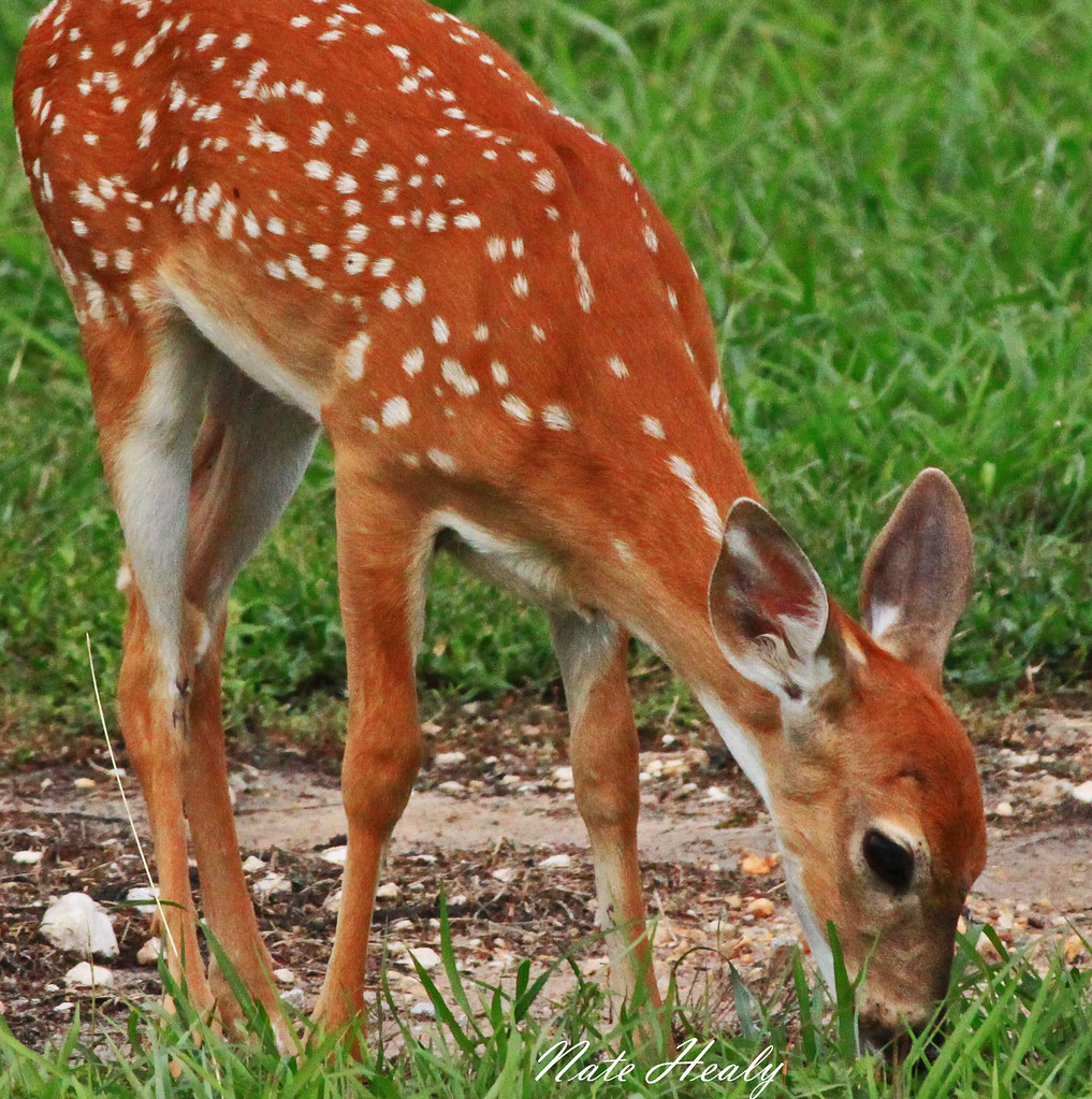 Deer Life Cycle spots on a fawn help them blend into their surroundings