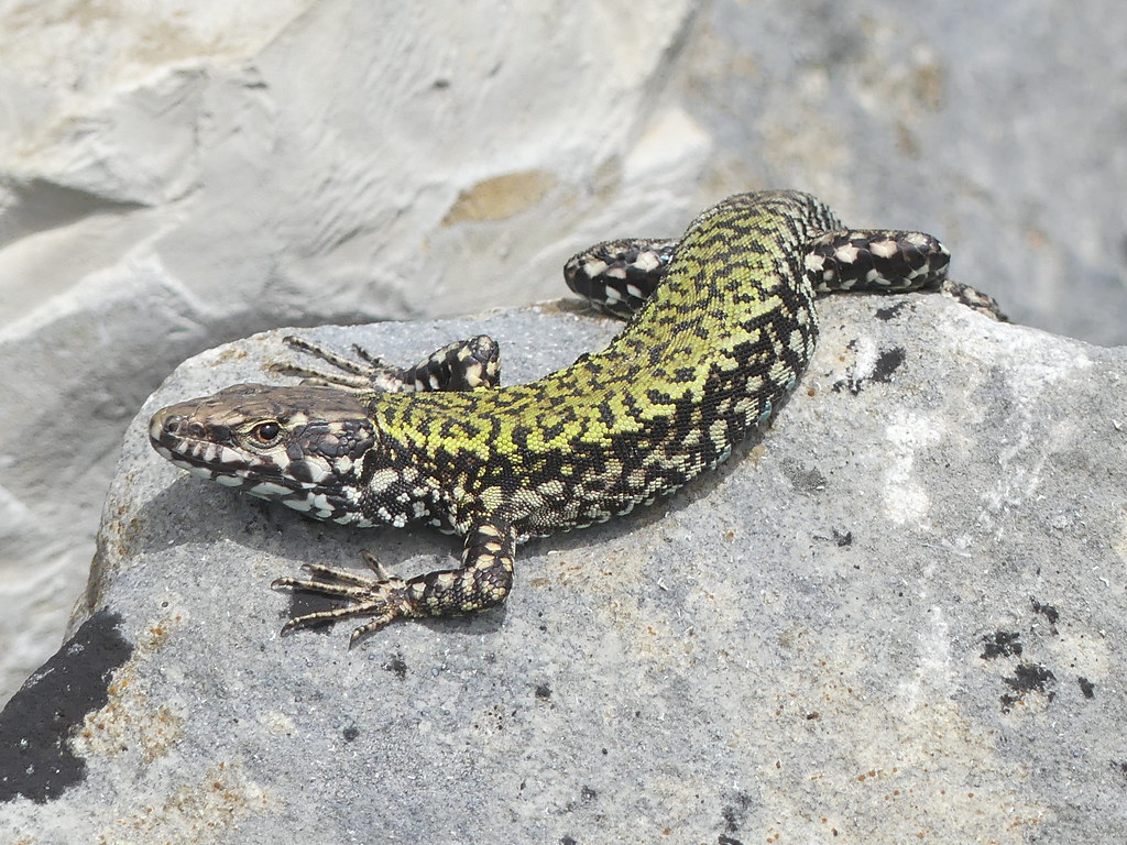 Cricket Life Cycle crickets are a food source for reptiles