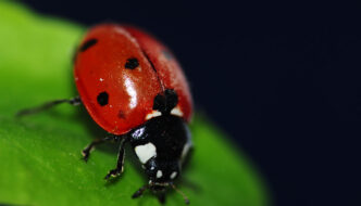 Ladybug Life Cycle Worksheets Featured Image