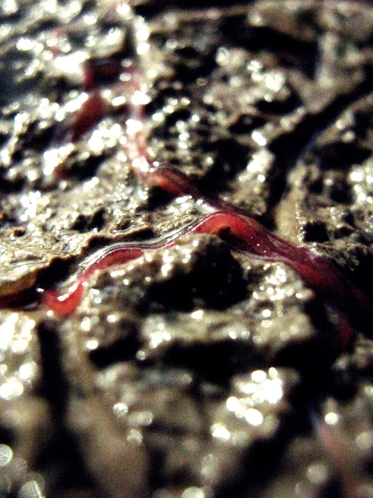 Bloodworm Life Cycle important decomposers in the environment