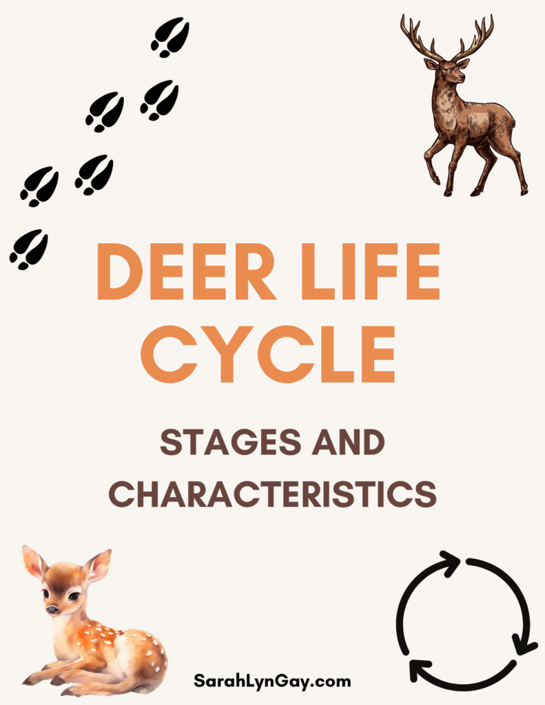 Deer Life Cycle Cover Image