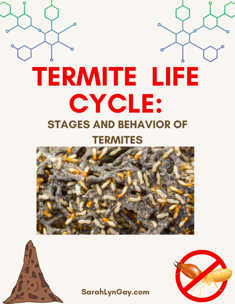 Termite Life Cycle Cover Image