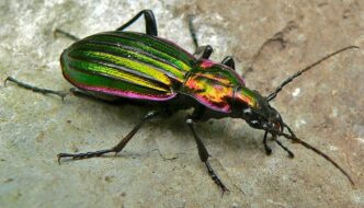 Life Cycle of a Beetle Featured Image