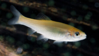 Fish Life Cycle Featured Image
